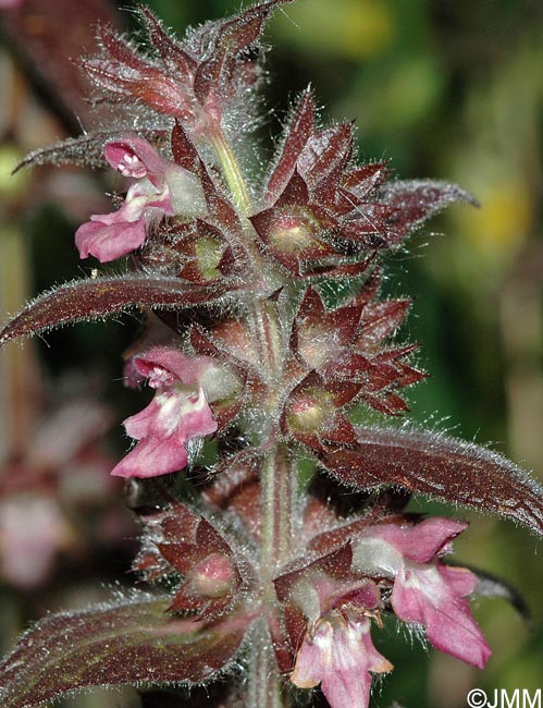 Stachys alpina