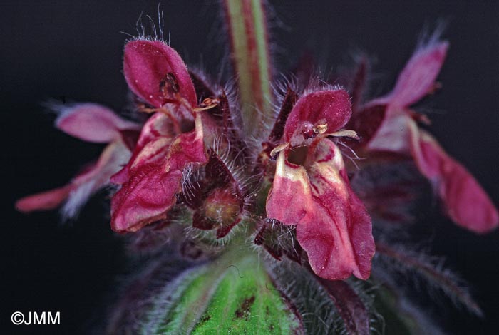 Stachys alpina