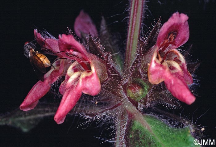 Stachys alpina