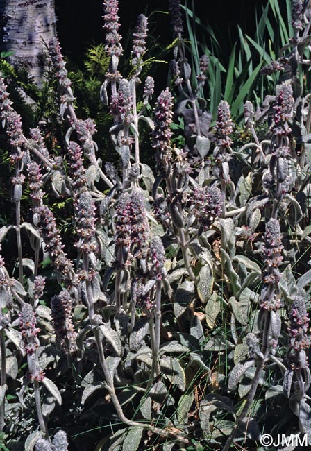 Stachys byzantina = Stachys lanata