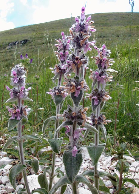 Stachys germanica subsp. germanica