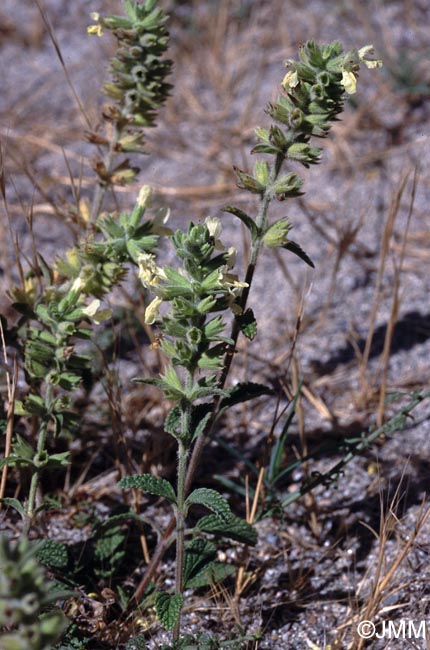 Stachys maritima