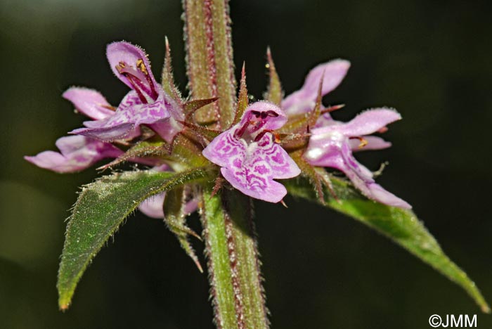 Stachys palustris