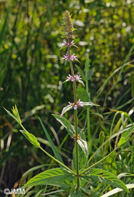 Stachys palustris