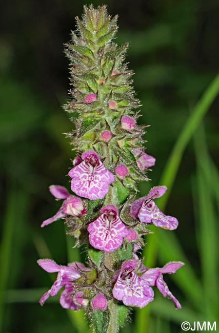 Stachys palustris