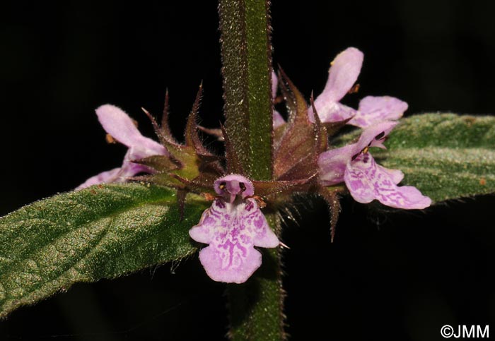 Stachys palustris