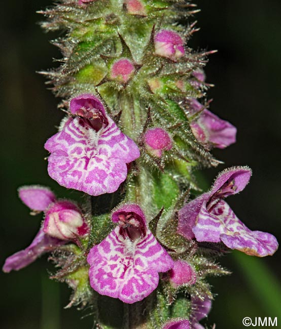 Stachys palustris