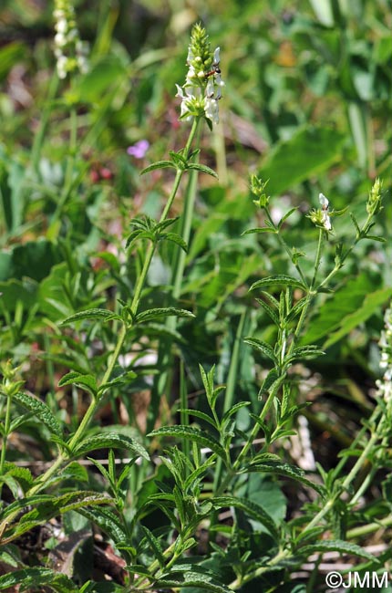 Stachys recta