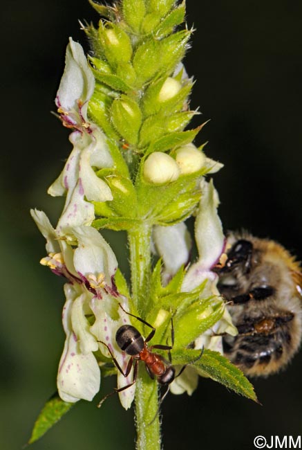 Stachys recta