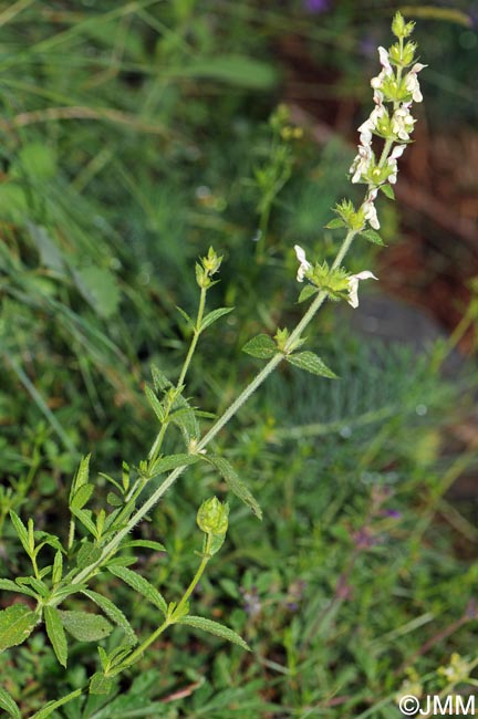 Stachys recta