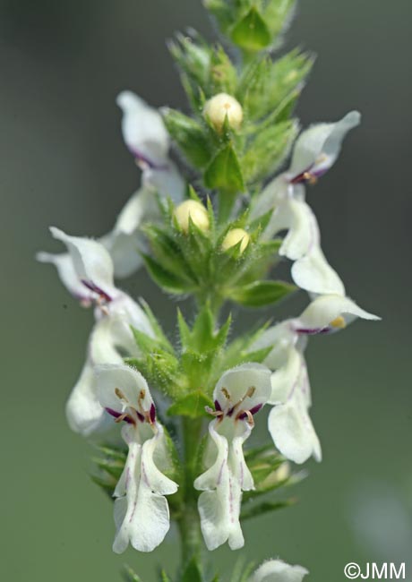 Stachys recta