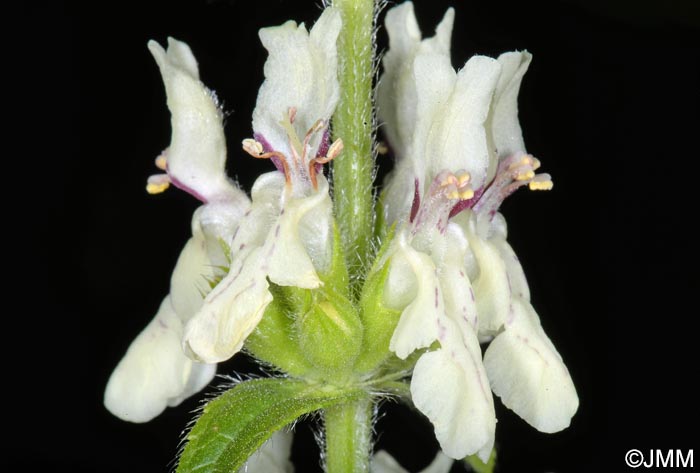 Stachys recta