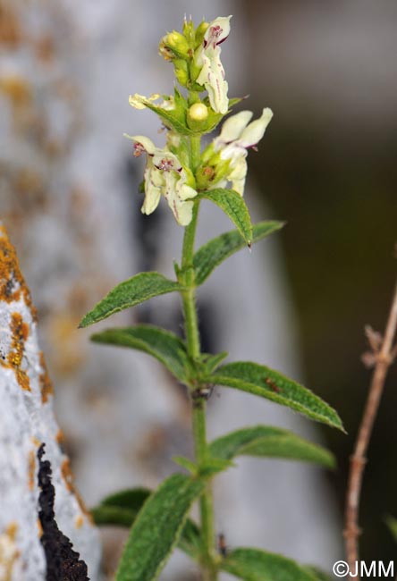 Stachys recta