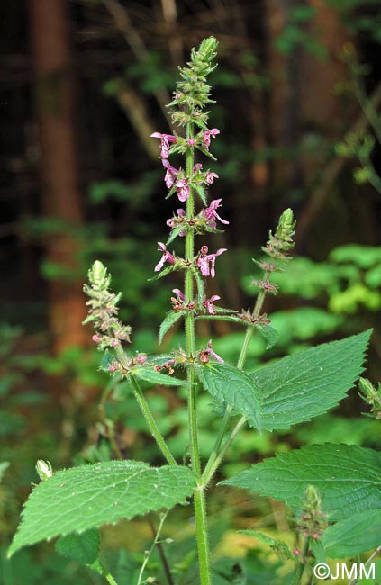 Stachys sylvatica