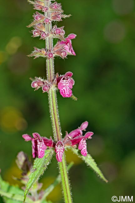 Stachys sylvatica