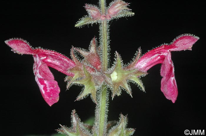 Stachys sylvatica