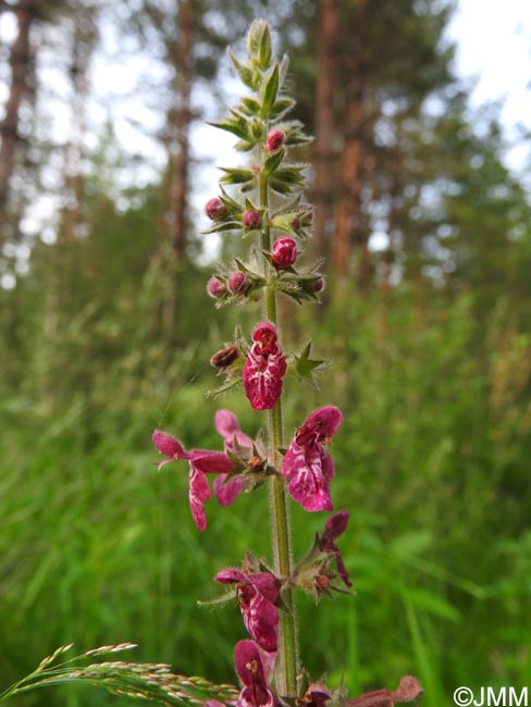 Stachys sylvatica