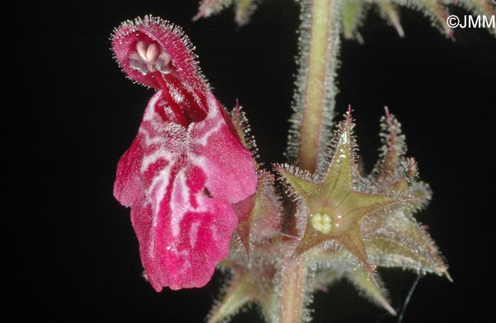 Stachys sylvatica