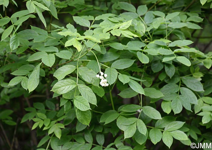 Staphylea pinnata