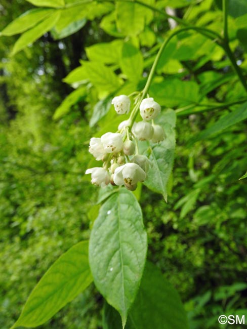 Staphylea pinnata