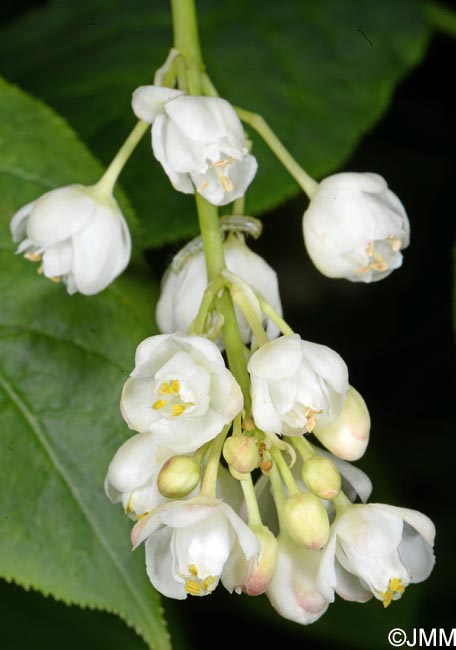 Staphylea pinnata