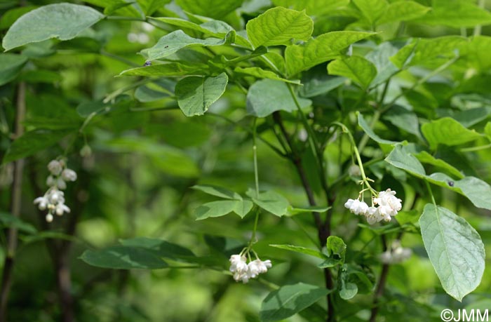 Staphylea pinnata