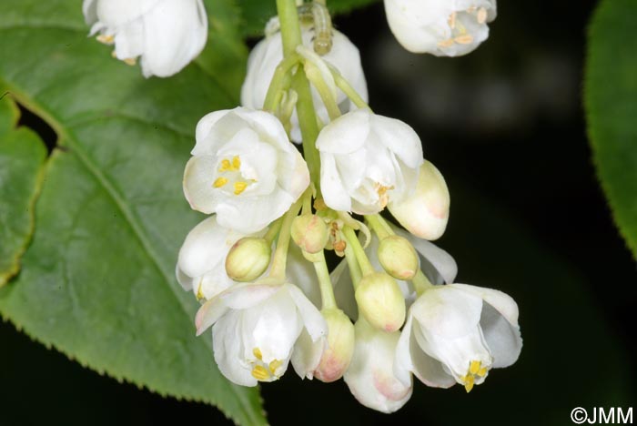 Staphylea pinnata