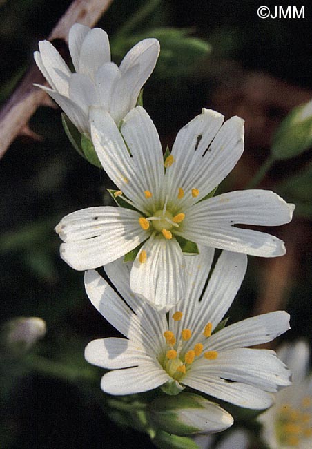 Stellaria holostea