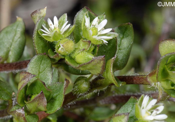 Stellaria media