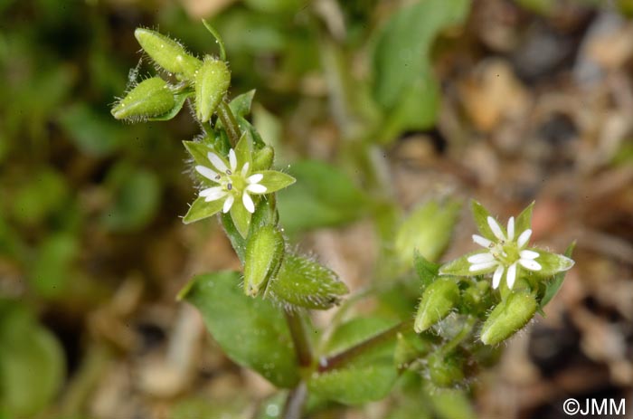 Stellaria media