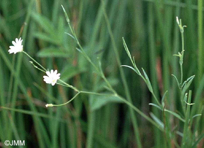 Stellaria palustris