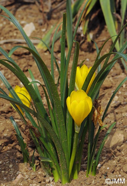 Sternbergia lutea