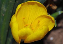 Sternbergia lutea