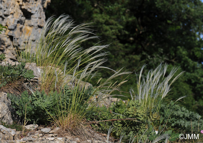 Stipa pennata