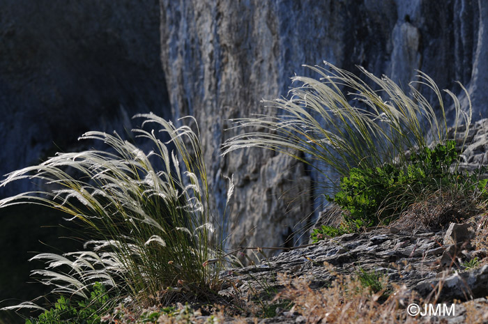 Stipa pennata