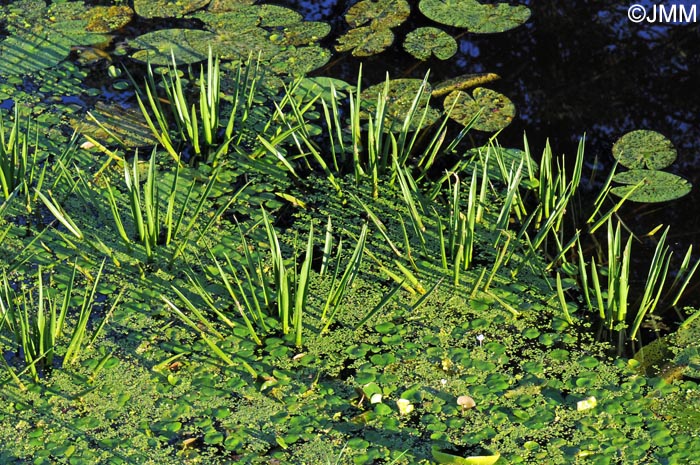Stratiotes aloides & Hydrocharis morsus-ranae