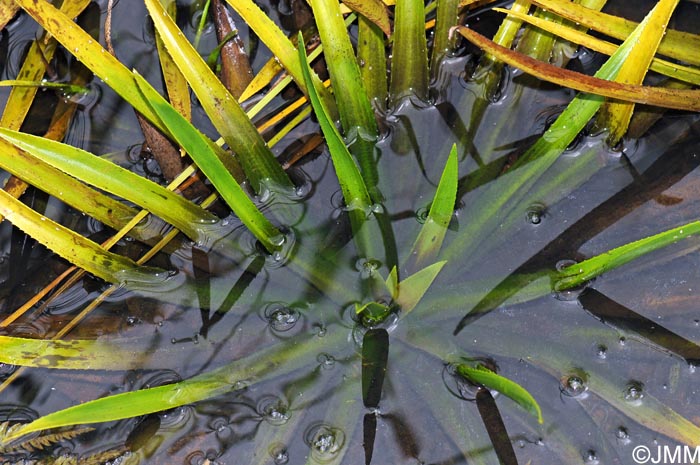 Stratiotes aloides