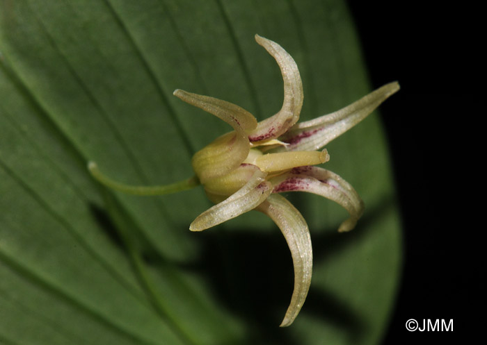 Streptopus amplexifolius