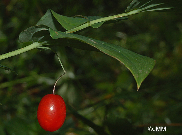 Streptopus amplexifolius