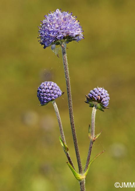 Succisa pratensis