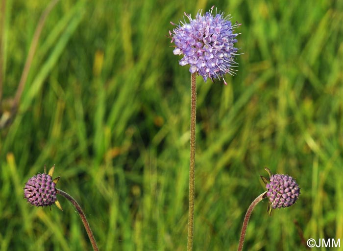 Succisa pratensis