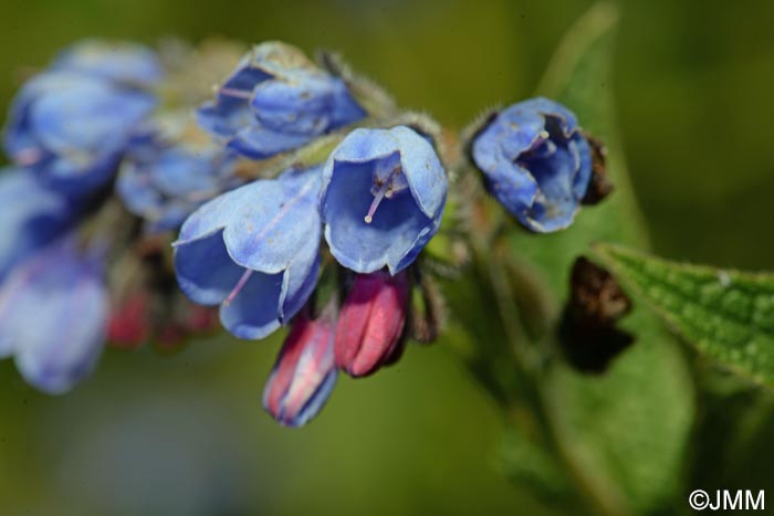 Symphytum asperum