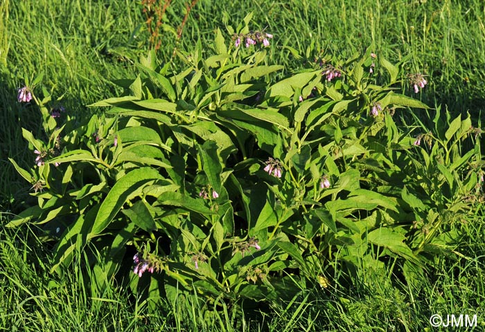 Symphytum officinale