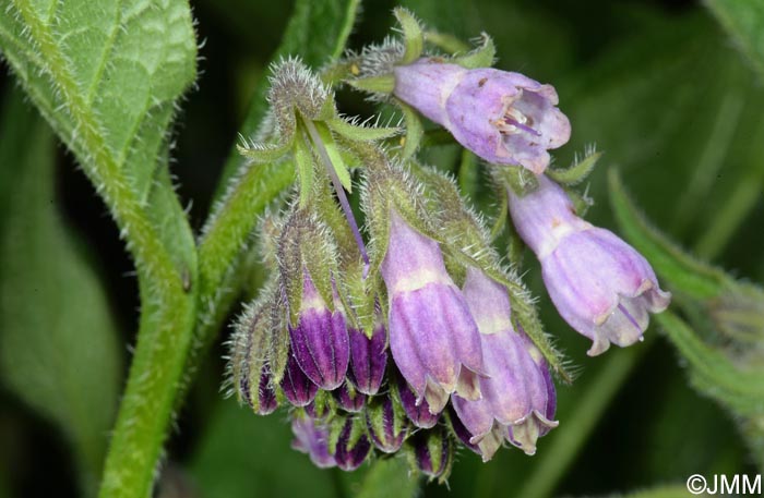 Symphytum officinale