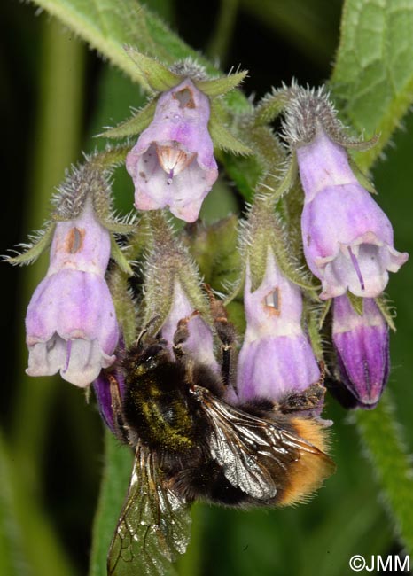 Symphytum officinale