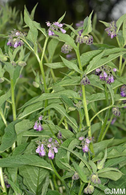 Symphytum officinale