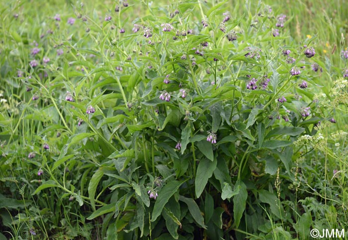 Symphytum officinale