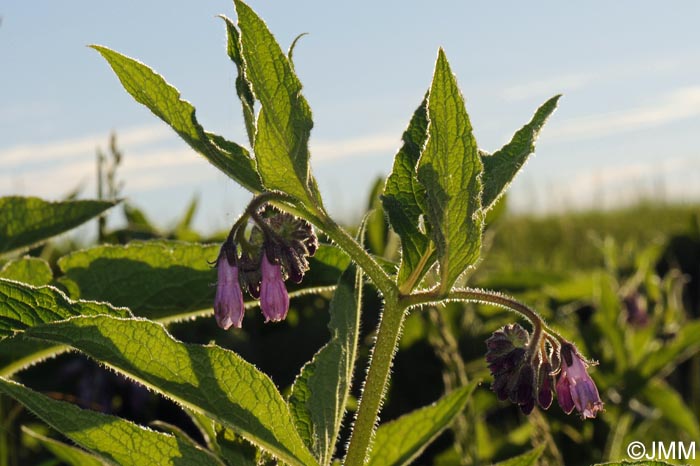 Symphytum officinale