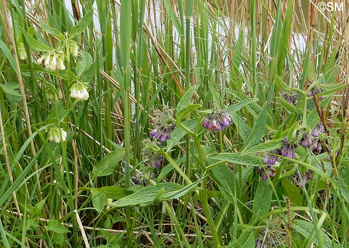 Symphytum officinale