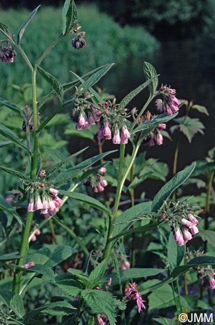 Symphytum officinale